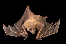 Да предотвратим следваща епидемия