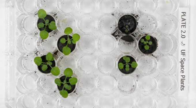 Първите растения, култивирани в лунна пръст