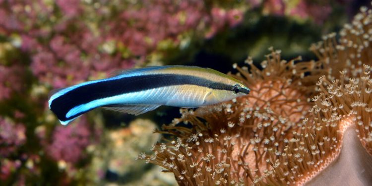 Риби се разпознават на снимки