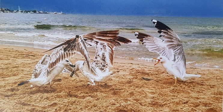 Морето през обектива