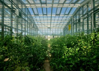 Учени от седем държави ще работят по проект на Центъра по растителна системна биология и биотехнология в Пловдив, подкрепен по програмата „Мария Склодовска-Кюри“