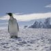 Климатични промени застрашават императорските пингвини